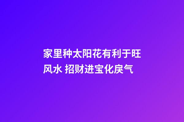 家里种太阳花有利于旺风水 招财进宝化戾气